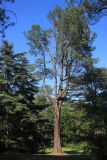 Pinus sabiniana. Старое дерево с шишками. Южный берег Крыма, г. Алупка, Воронцовский парк, в культуре. 21 августа 2015 г.