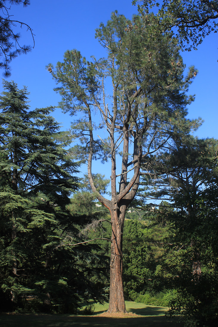 Изображение особи Pinus sabiniana.