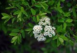 Spiraea flexuosa. Верхушка ветви с соцветием. Монголия, аймак Архангай, вулкан Хорго, ≈ 2400 м н.у.м., каменистый склон. 06.06.2017.