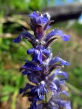 Ajuga reptans. Верхушка соцветия. Беларусь, Гродненская обл., Новогрудский р-н, песчаный карьер, на песках. 30.04.2014.