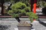 genus Pinus. Дерево. Китай, пров. Юньнань, г. Лицзян, музейный комплекс \"Имение Му\", бонсай. 01.11.2016.