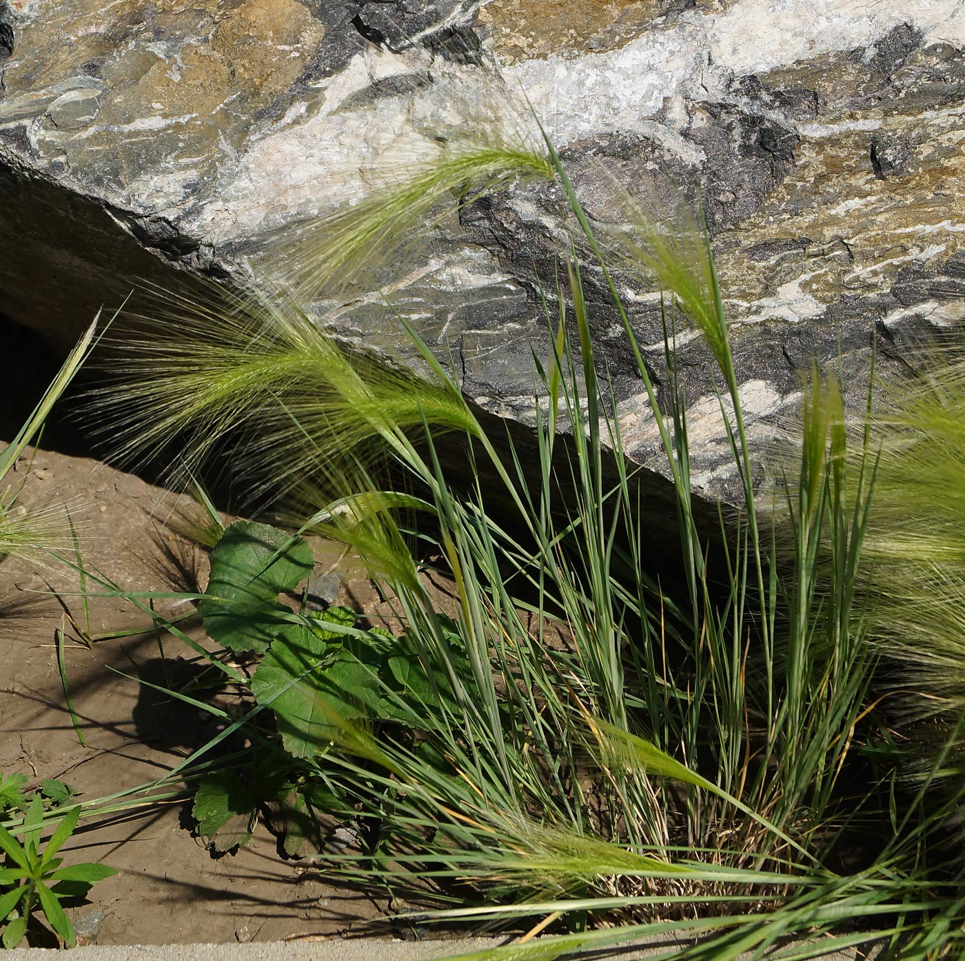 Image of Hordeum jubatum specimen.