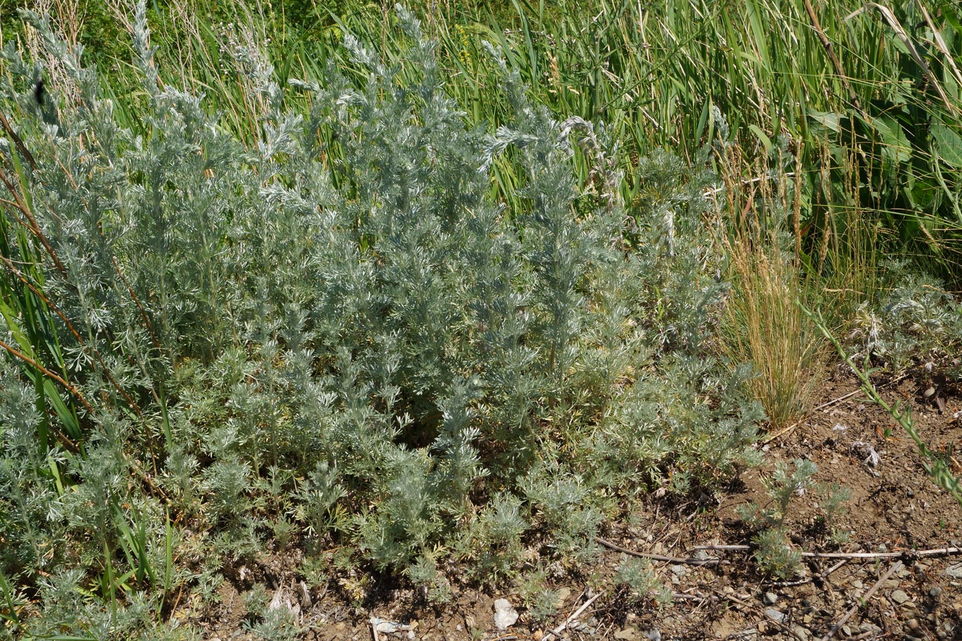 Image of Artemisia austriaca specimen.