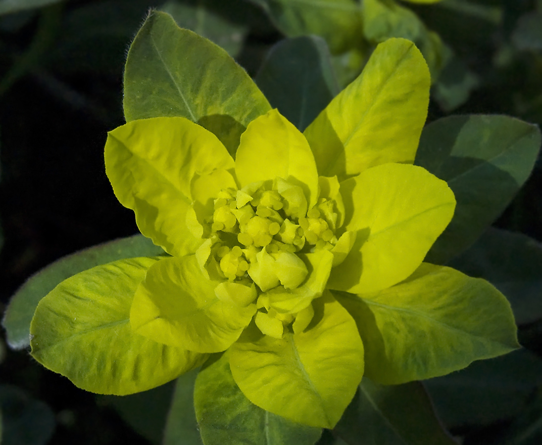 Изображение особи Euphorbia epithymoides.