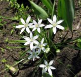 Ornithogalum kochii