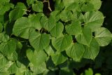 Tilia cordifolia. Листья нижней ветви. Санкт-Петербург, Пушкинский р-н, Павловский парк. 27.07.2018.