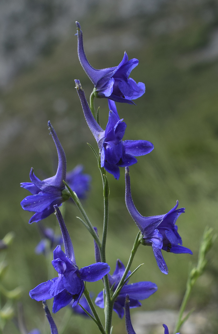 Изображение особи Delphinium verdunense.