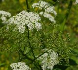 Sium latifolium. Верхушка побега с соцветием и незрелым соплодием. Восточный Казахстан, г. Усть-Каменогорск, правый берег р. Иртыш, влажный луг. 30.07.2018.