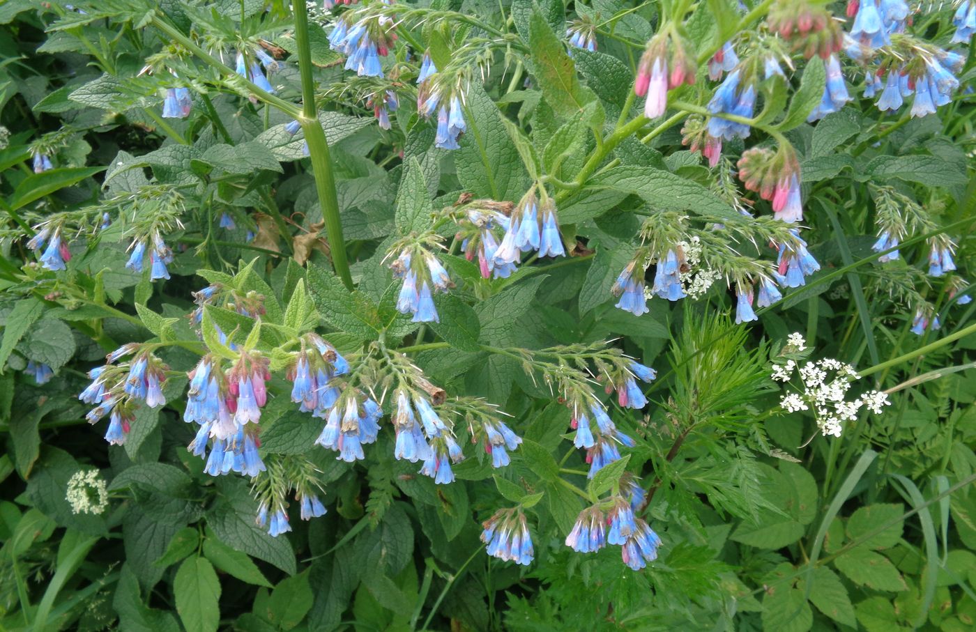 Изображение особи Symphytum asperum.