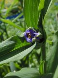 Tradescantia virginiana. Распускающийся цветок и части листьев. Марий Эл, г. Йошкар-Ола, Центральный парк, в культуре. 21.06.2019.