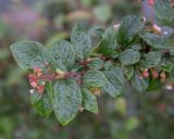 Cotoneaster lucidus