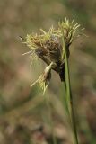 Eriophorum angustifolium