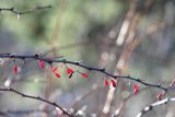 Berberis thunbergii