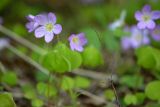 Oxalis acetosella