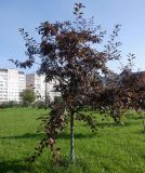 Malus × purpurea