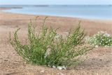 Atriplex littoralis. Плодоносящее растение. Ленинградская обл., Кингисеппский р-н, Финский залив; Кургальский риф, о. Курголовская Рейма, песчаная отмель. 15.08.2020.