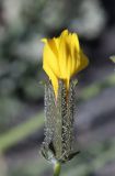 Youngia tenuifolia подвид altaica. Соцветие. Алтай, Кош-Агачский р-н, 5 км ЮВ с. Чаган-Узун, долина р. Тыдтуярык, каменистое дно балки. 22 июня 2022 г.