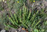 Rhodiola heterodonta