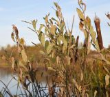 Salix cinerea. Верхушка растения с отмирающими листьями. Калужская обл., Медынский р-н, окр. дер. Никитск, правый берег руч. Бычок (протекает через дер. Никитск), 500 м выше деревни, у бобровой плотины. 8 октября 2022 г.