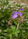 Geranium sylvaticum. Верхушка цветущего растения. Мурманская обл., Кольский р-н, сельское поселение Териберка, о. Кильдин, западный берег оз. Могильное, луговина в кустарничковой тундре. 24.06.2023.