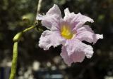 род Tabebuia