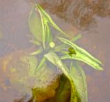 Nuphar lutea