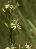 Silene chlorantha