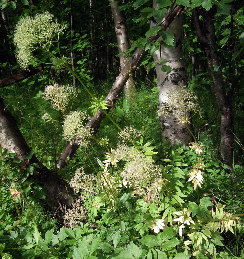 Изображение особи Valeriana sambucifolia.