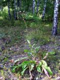 Centaurea integrifolia