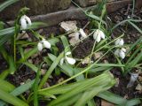 Galanthus ikariae