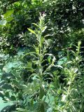 Epilobium velutinum. Зацветающее растение на берегу канала. Узбекистан, г. Ташкент, 14.06.2008.