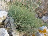 Ephedra distachya