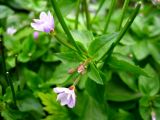 Epilobium glandulosum. Цветки. Северные Курилы, о. Парамушир, окр. бухты Майора. Август 2012 г.