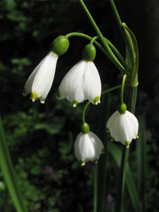 Изображение особи Leucojum aestivum.