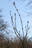 Syringa yunnanensis