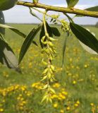 Salix × meyeriana. Соплодие. Московская обл., Лотошинский р-н, окр. дер. Савостино. 25.05.2013.