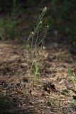 Arabidopsis thaliana