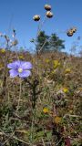 Linum squamulosum