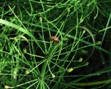 Equisetum fluviatile