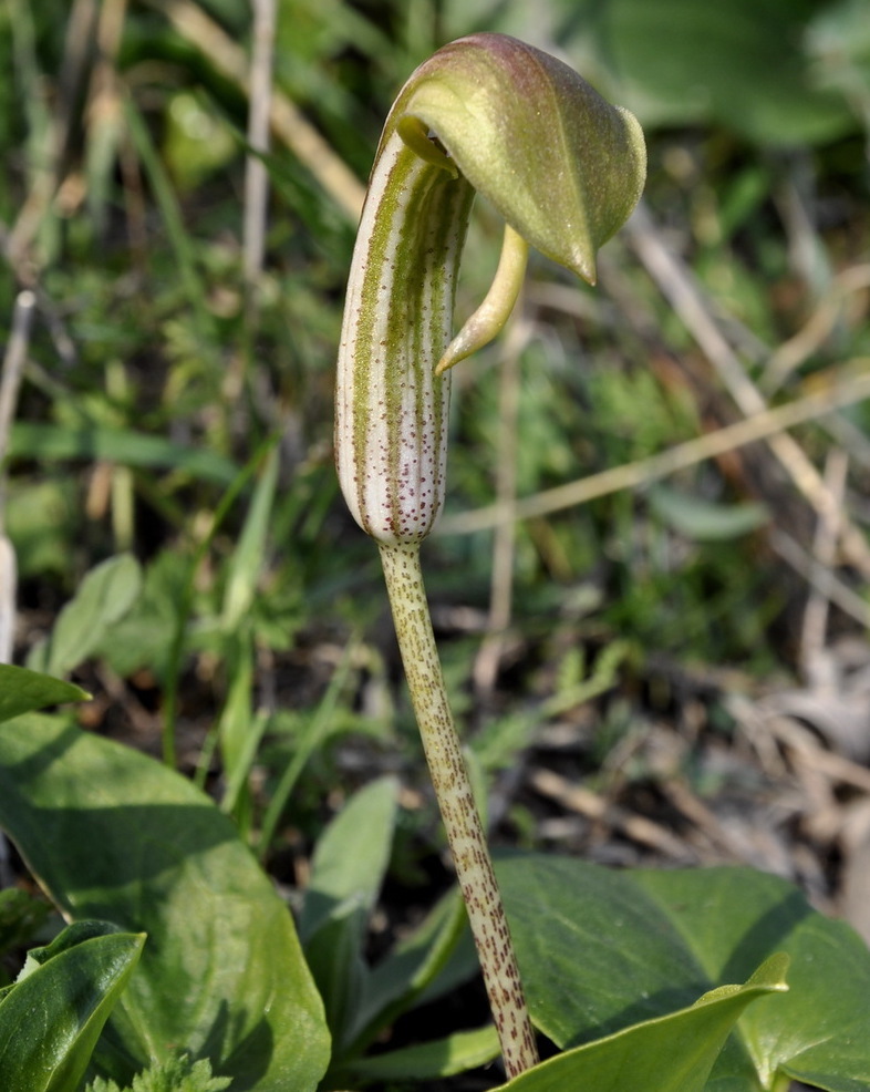 Изображение особи Arisarum vulgare.