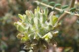 Astragalus turbinatus. Соцветие. Узбекистан, Бухарская обл., окр. г. Караулбазар. 14.05.2009.