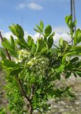 Spiraea media