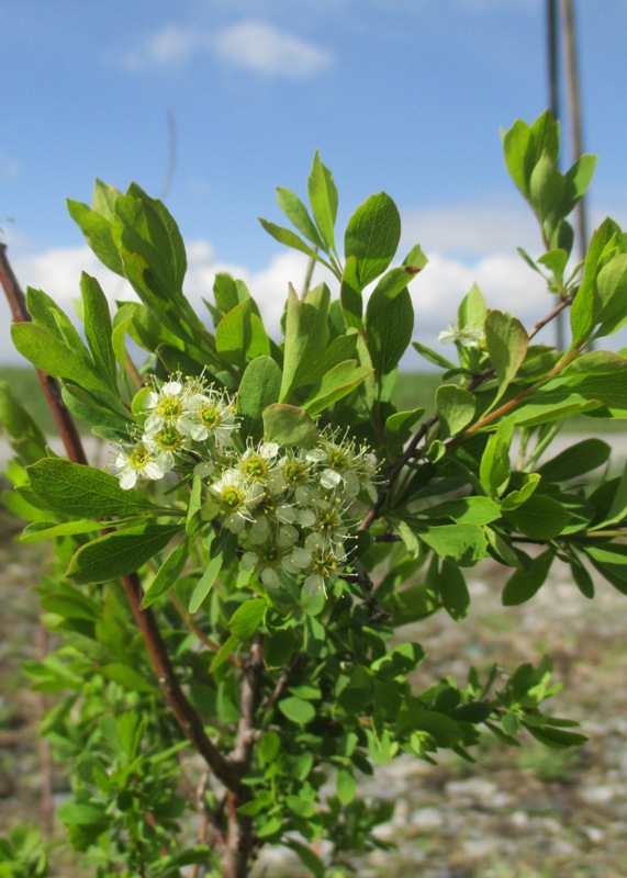 Изображение особи Spiraea media.