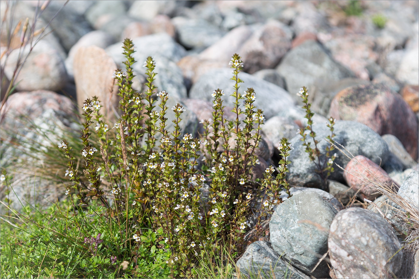 Изображение особи Euphrasia frigida.