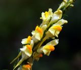 Linaria vulgaris