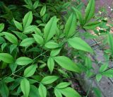 Nandina domestica