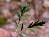 genus Papaver. Листья. Кыргызстан, Нарынская обл., левый берег р. Нарын, природный парк Салкын-Тор. 12.07.2015.