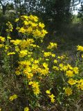 Hieracium umbellatum