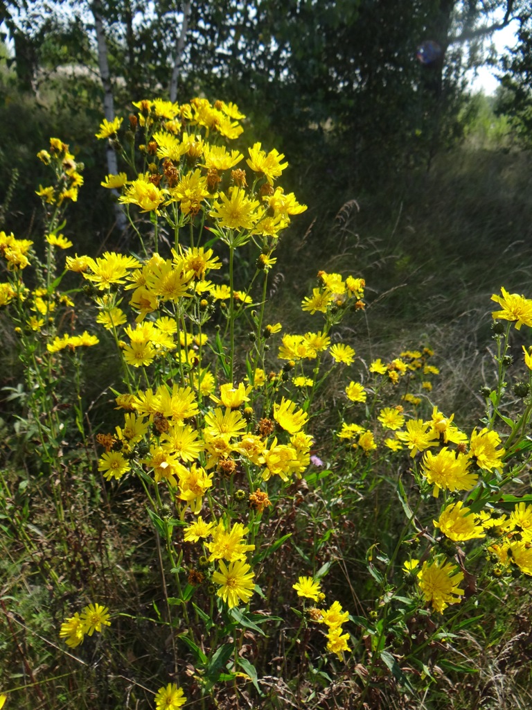 Изображение особи Hieracium umbellatum.