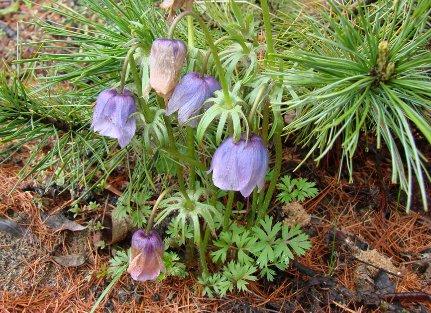 Изображение особи Pulsatilla ajanensis.